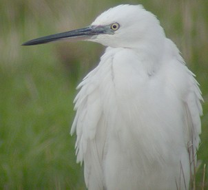 Kleinezilverreiger210104